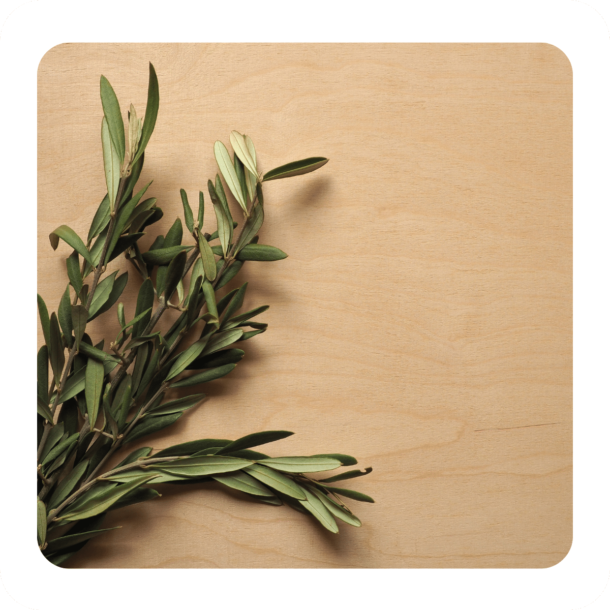 Photo of an olive branch against a wood background