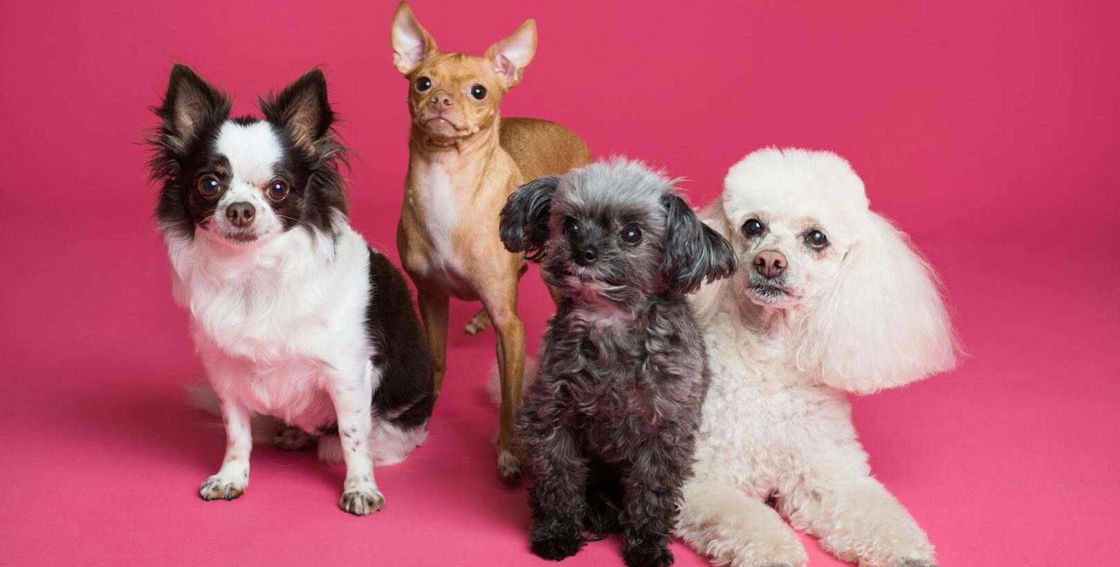 Several high maintenance dog breeds, including a fluffy Chihuahua, regular Chihuahua, a dog with curly fur, and a well-groomed, small poodle.